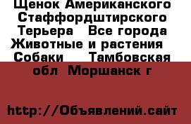 Щенок Американского Стаффордштирского Терьера - Все города Животные и растения » Собаки   . Тамбовская обл.,Моршанск г.